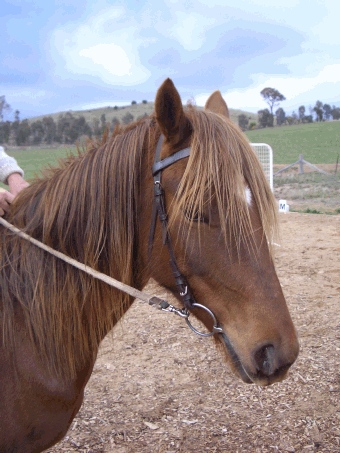 Indy aka Little Feral
