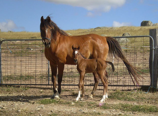 One-day-old Kitali with her mum Sara