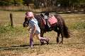 Shetland trotting beside little girl in pink helmet
