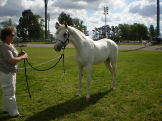 Sos the magnificent - click for larger image. Copyright Kristen Proudfoot 2008.